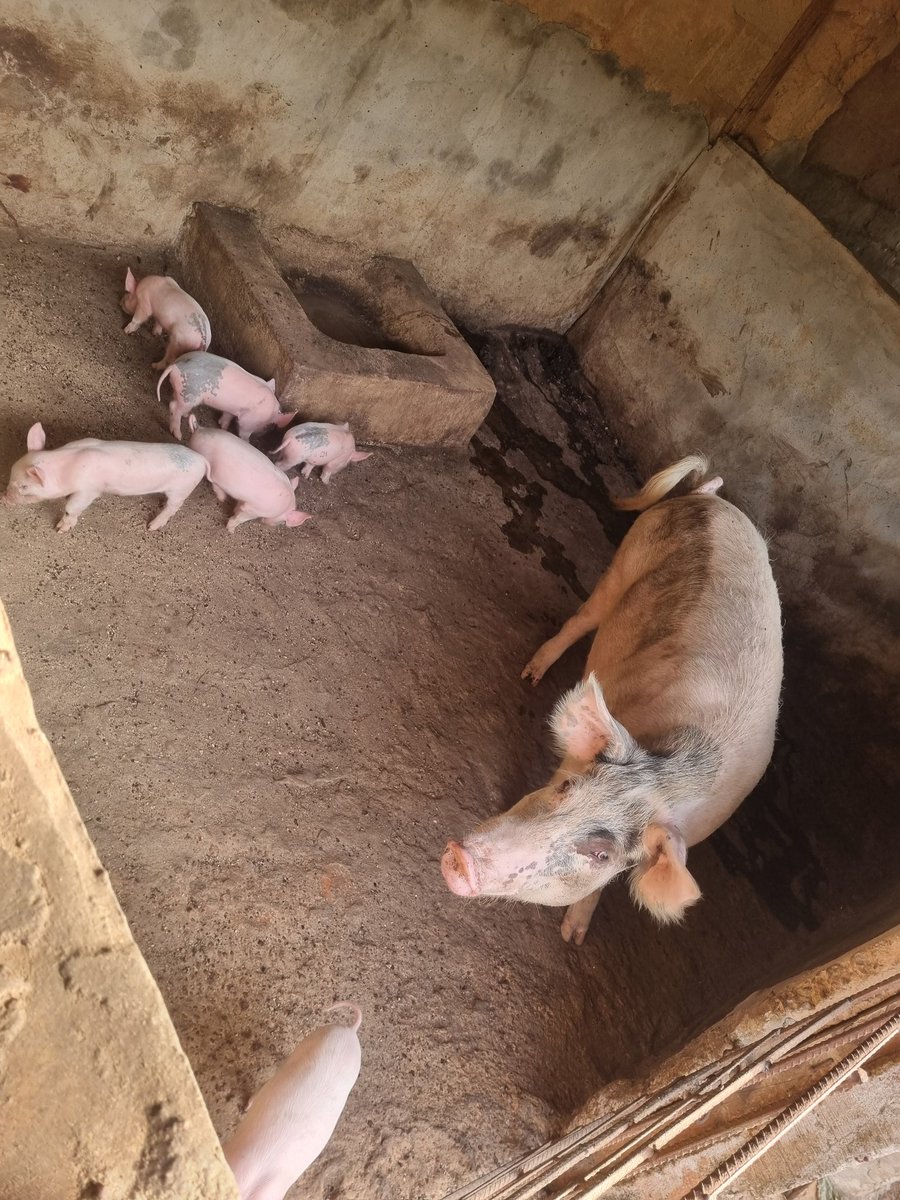 manti_sir's tweet image. Most fruitful week in the history of my farm. God is good. #Piggeryfarming