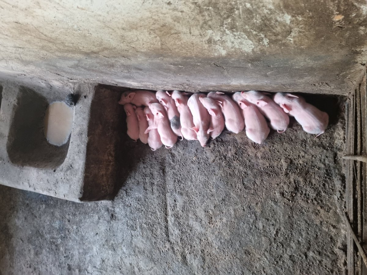 manti_sir's tweet image. Most fruitful week in the history of my farm. God is good. #Piggeryfarming