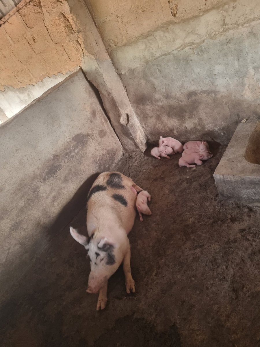 manti_sir's tweet image. Most fruitful week in the history of my farm. God is good. #Piggeryfarming