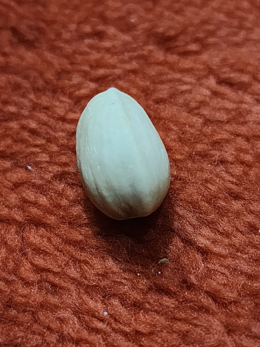 shashikiranu's tweet photo. Do pistachio companies strategically place at least one of these stubborn shelled nuts in every pack just to test our patience, or is it their way of reminding us that life isn't always easy? π€
#PistachioProblems https://t.co/IdPDScPw3x