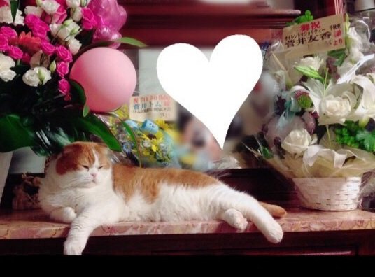 yuuka_164's tweet photo. トムありがとう😢 https://t.co/iQQErWmETO