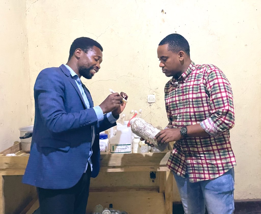 Mu ubuhinzi bw’ibihumyo hakoreshwa imigina, ari nayo beshi bamenyereye! Uretse gutunganya imigina <a href="/Philemonfarm/">Philemon farm</a> bo banategura umurama. Intamwe ikomeye mu ubuhinzi bw’ibihumyo!

#TerintambweMuhinzi