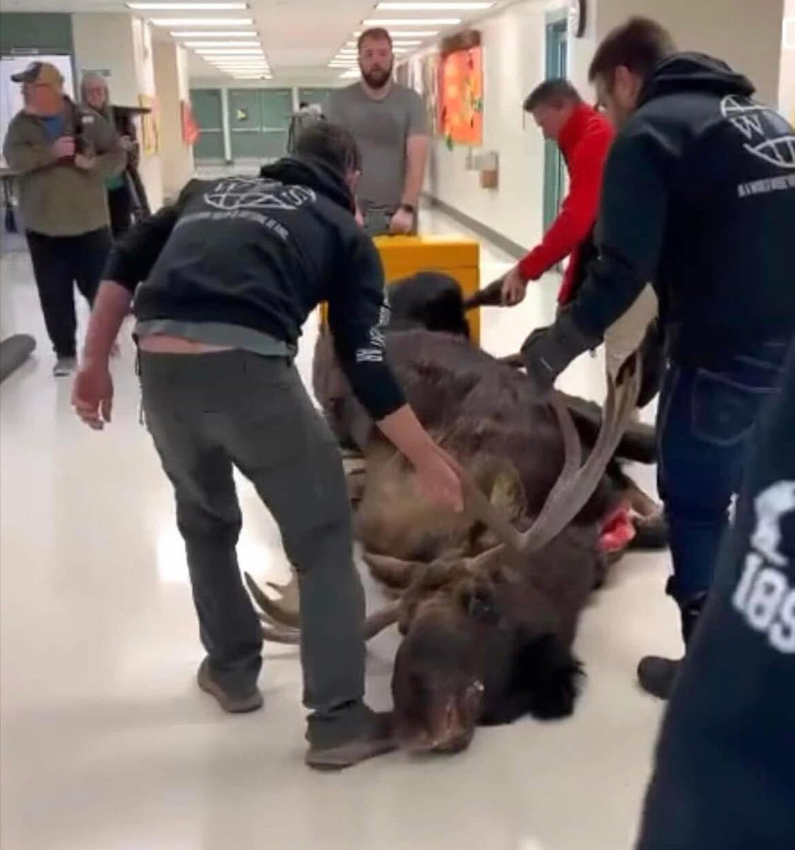 CitizensForRes2's tweet photo. SOME REAL EDUCATION

A Chugiak High School science teacher, in AK, brought in a moose for his freshman class to start quartering &amp; processing the meat.

For this preparation, students will be learning about subsistence living &amp; harvesting techniques. https://t.co/E51rjD3D9f