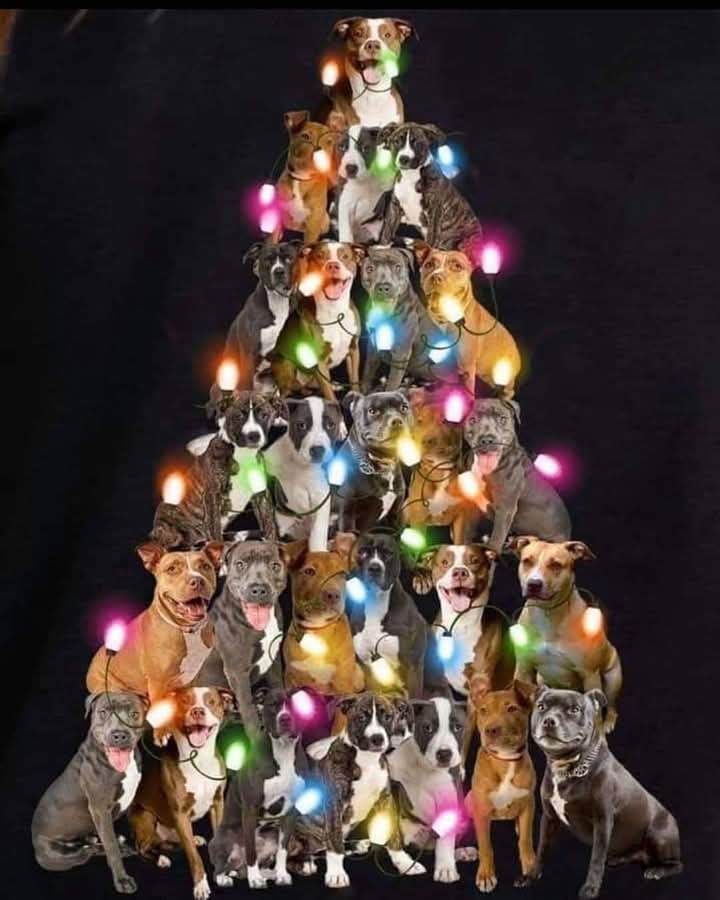 El Árbol de Navidad más bello.!. 🎄🐾♥️🐶
