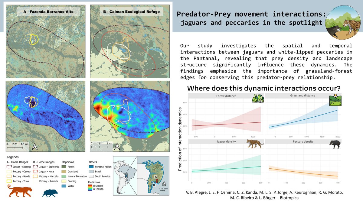 Vanesa Bejarano Alegre (@vanesabejalegre) on Twitter photo 🌟📢 New Article Published! 🌟
🌿 #Jaguars & #peccaries in the #Pantanal 🐾: This study explores predator-prey dynamics, showing how landscape and prey density shape interactions.
🔗onlinelibrary.wiley.com/share/author/Y…
<a href="/Biotropica/">Biotropica</a> <a href="/UNESP_PG_EcoBio/">PG Eco e Bio</a> <a href="/AgenciaFAPESP/">Agência FAPESP</a>
#Conservation #Ecology 🌟📢 New Article Published! 🌟
🌿 #Jaguars & #peccaries in the #Pantanal 🐾: This study explores predator-prey dynamics, showing how landscape and prey density shape interactions.
🔗onlinelibrary.wiley.com/share/author/Y…
<a href="/Biotropica/">Biotropica</a> <a href="/UNESP_PG_EcoBio/">PG Eco e Bio</a> <a href="/AgenciaFAPESP/">Agência FAPESP</a>
#Conservation #Ecology