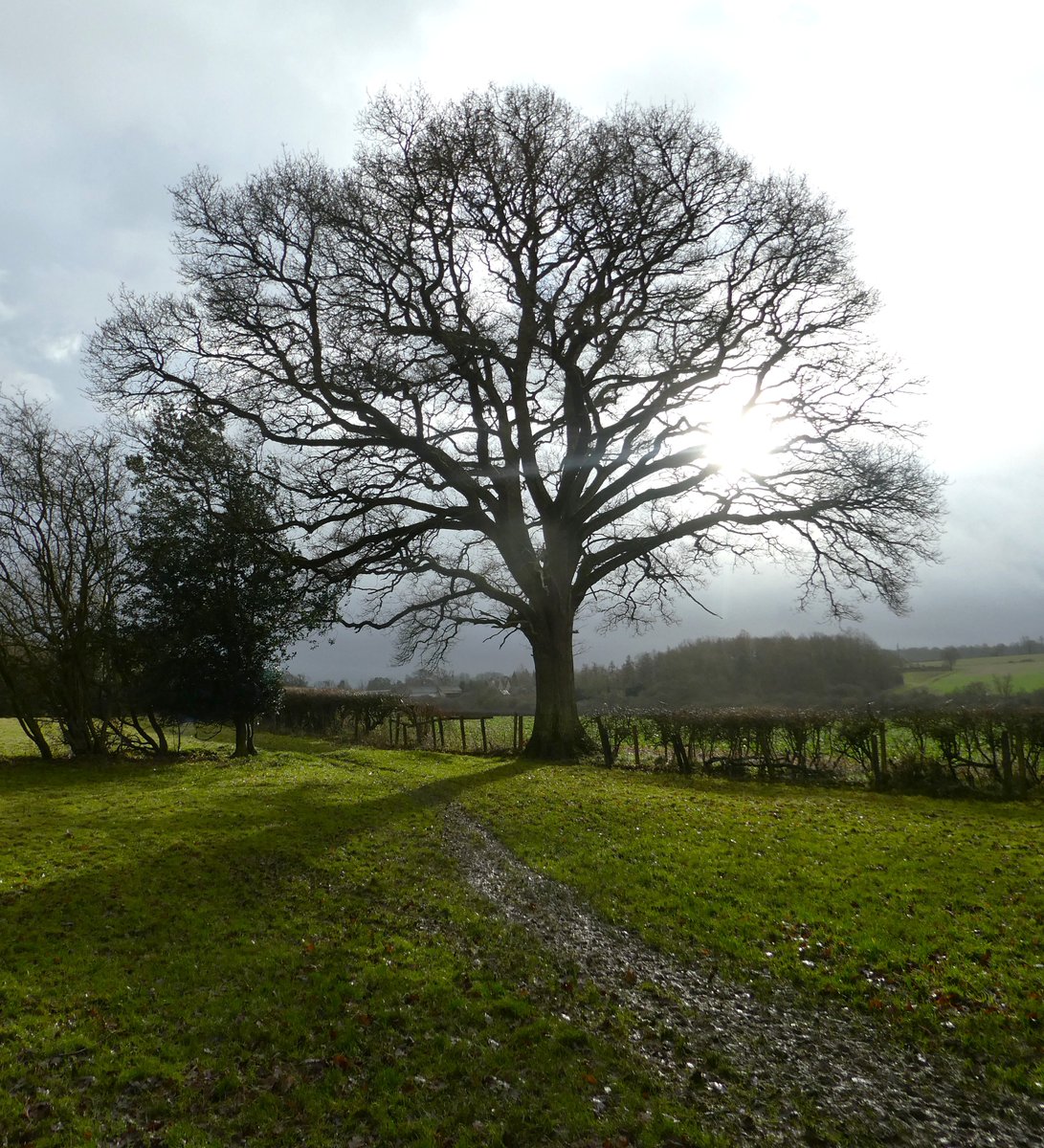 The #WinterSolstice sun appearing between the clouds of the morning and the rain of the afternoon - a delight!
Solstice comes from the Latin 'solstitium' meaning 'sun standing still'☀️