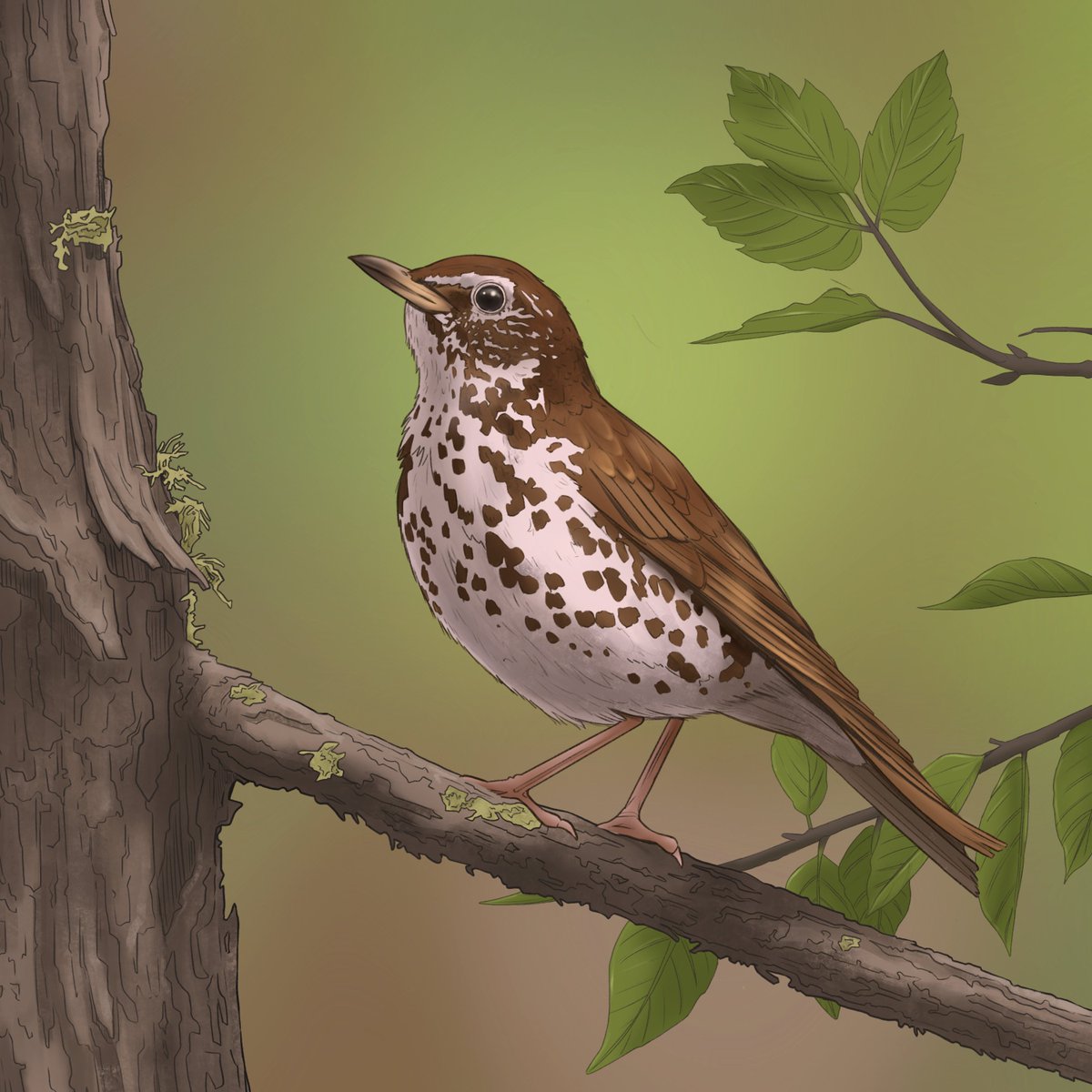 my latest song is Wood Thrush! it's out now.

I want to start making little videos with my songs but i'm not sure where to get good footage of these birds. 

I don't want to rip videos on youtube without reaching out to the creators first. if anyone knows of any CC birders, lmk!