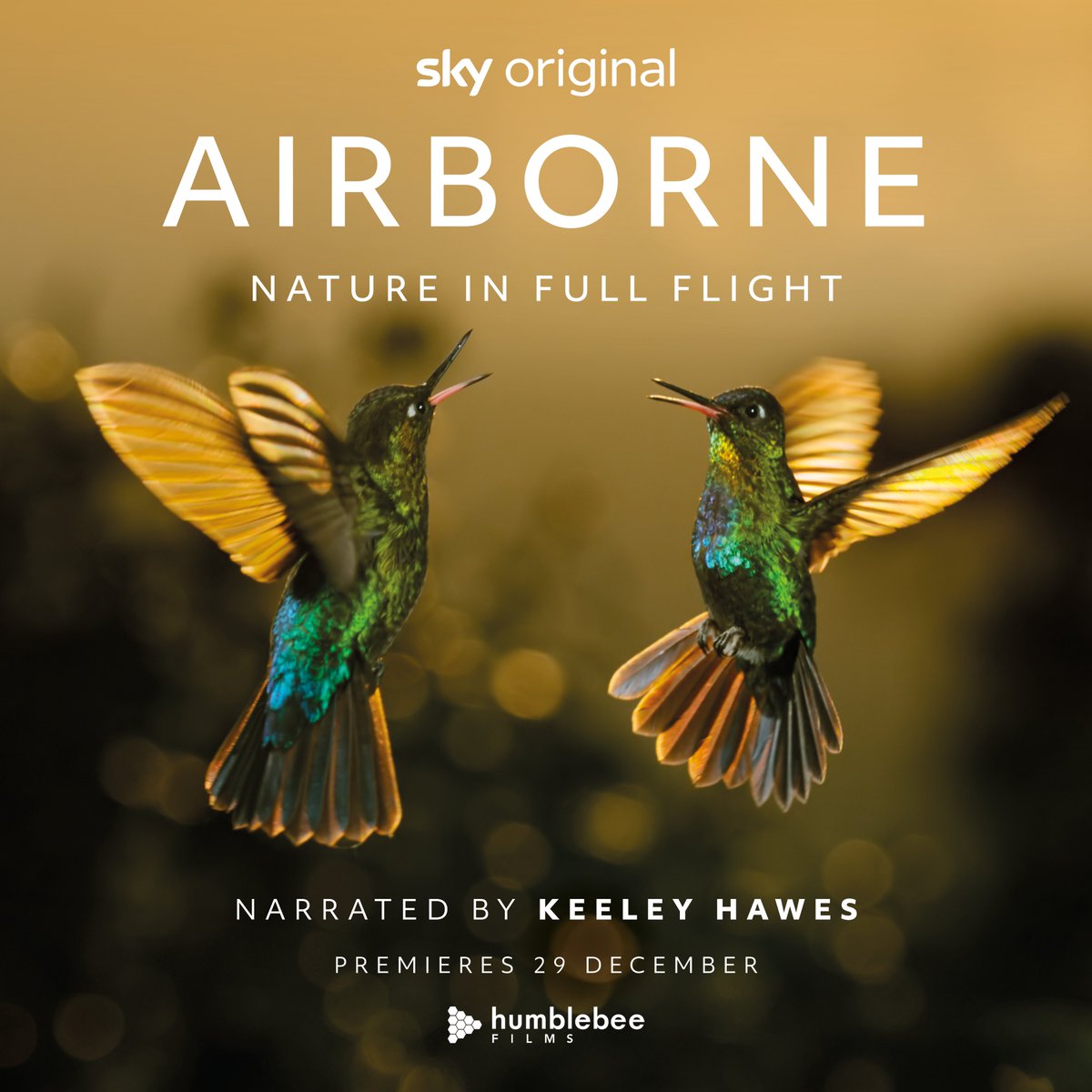 COOLMusicAgency's tweet image. 'Airborne' scored by @chrisroemusic premieres today on Sky Nature @skytv.

#airborne #skynature @HumbleBeeFilms