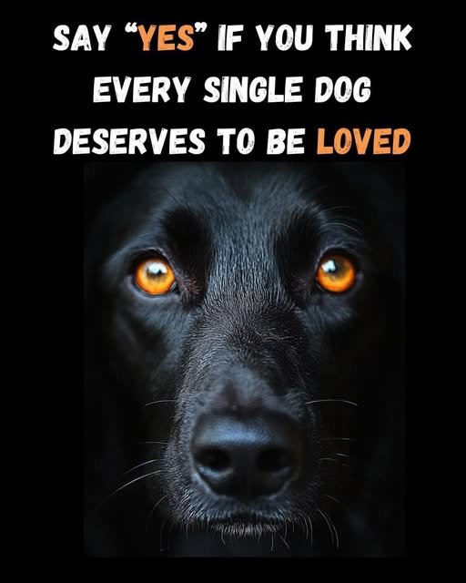 Dog Lovers (@doglovers03) on Twitter photo 