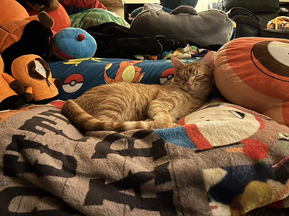 SageSptwt's tweet photo. Will add this is his makeshift bed I made for him that he sleeps on a lot https://t.co/XmQFZIFbfo
