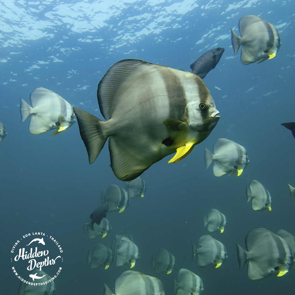 HiddenDiving's tweet photo. Explore Hin Daeng &amp; Hin Muang´s turquoise waters and their hidden wonders 🌊🐟✨ https://t.co/1FctHkJVZ4