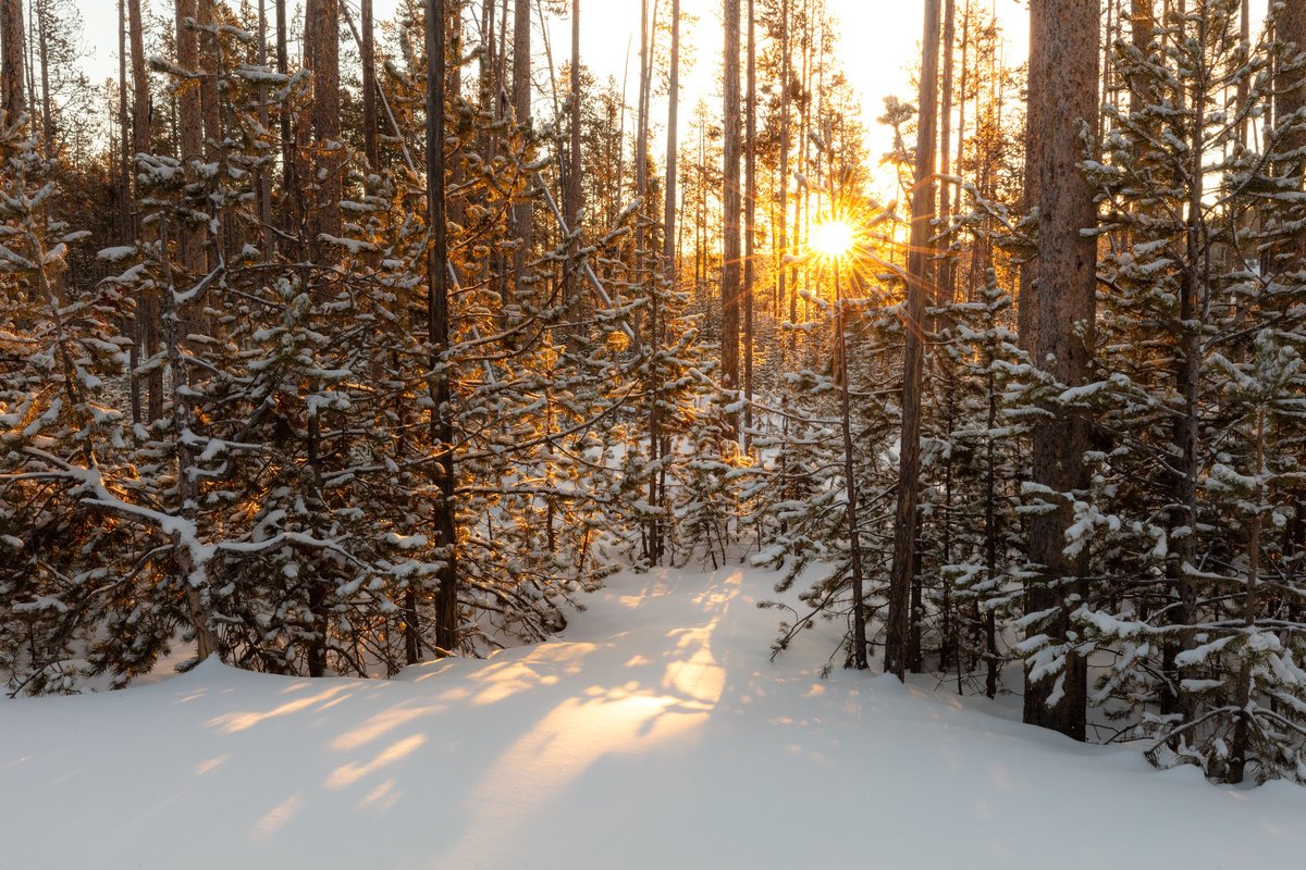 “Welcome, winter. Your late dawns and chilled breath make me lazy, but I love you nonetheless.” — Terri Guillemets

Happy Winter Solstice! Today marks the shortest day of the year in the Northern Hemisphere and the beginning of astronomical winter. Here's to brighter days ahead!
