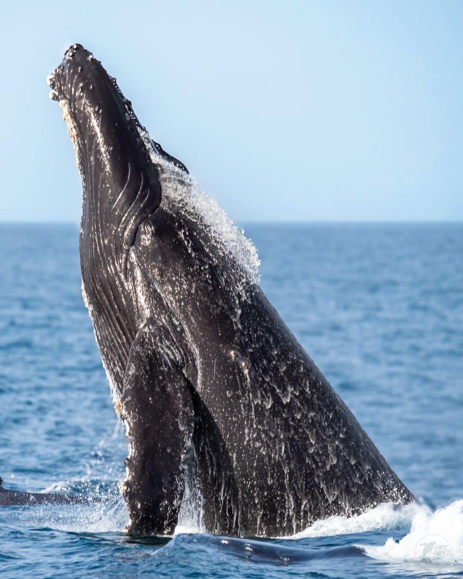 CaptDavesWhaleWatching tweet media