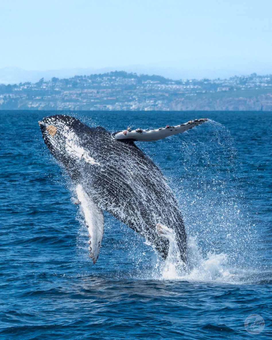 CaptDavesWhaleWatching tweet media