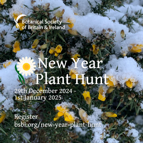 Just 7 days until #NewYearPlantHunt starts!
Help us learn how wild plants are responding to a changing climate, with knock-on effects for all our wildlife.
Register now for spotter sheets, plant hunting/ photographing tips, ID help &amp; info on group Hunts:
bsbi.org/new-year-plant…