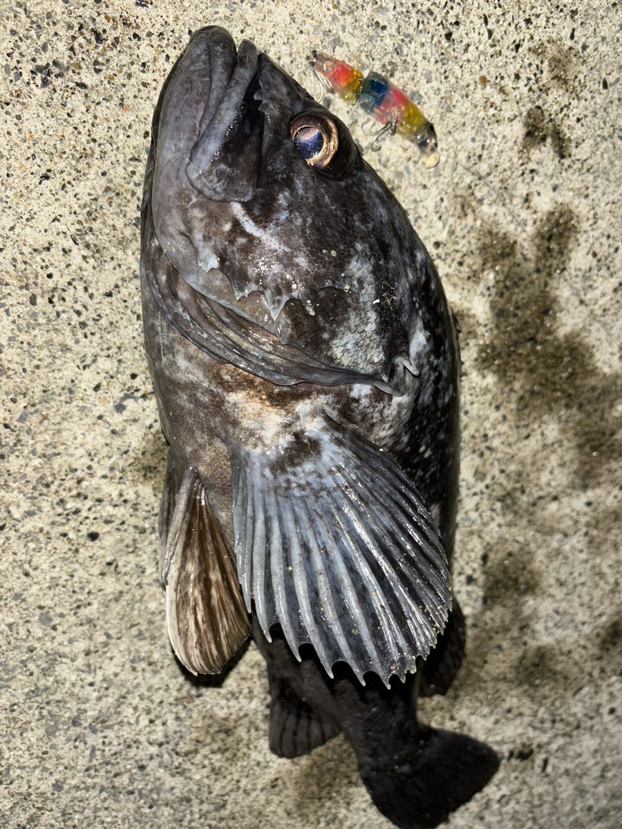 yuji_0000's tweet photo. ゴツいの釣れた‼️
#宮城 #クロソイ
#SHIMANO
#ARMAJOINT https://t.co/urrPP4zDkt