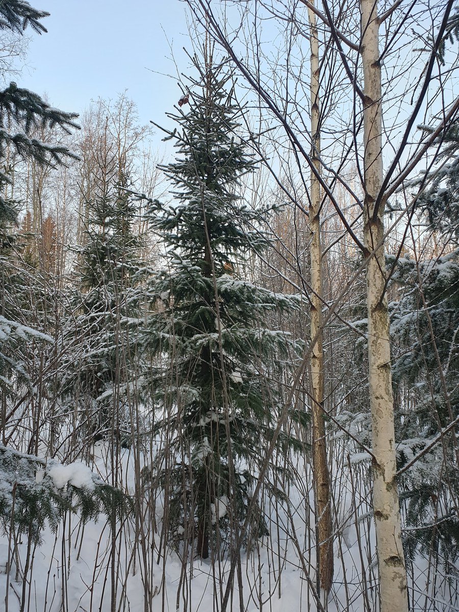 Tämän Serbian kuusen latvasta tuli meidän joulukuusi. Tarkoitus oli tätä kuusikkoa reikäperata ja leikellä Aku Ankka -kuusia, mutta en tiedä mihin 12 vuotta hurahti. Tuli mukava sekametsä kuitenkin.