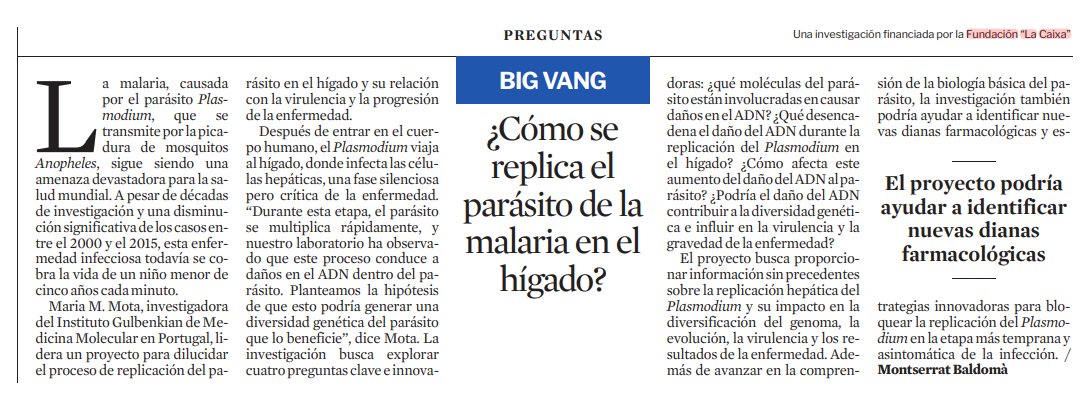 CaixaResearch (@caixaresearch) on Twitter photo 🦟 La malaria, causada por el parásito Plasmodium, sigue siendo una gran amenaza para la salud mundial.
Con el apoyo de #CaixaResearch, <a href="/MariaMMota2/">Maria M. Mota</a> (<a href="/GIMM_Institute/">GIMM Foundation</a>) investiga cómo la replicación del parásito en el hígado impacta en la virulencia y la progresión de la 🦟 La malaria, causada por el parásito Plasmodium, sigue siendo una gran amenaza para la salud mundial.
Con el apoyo de #CaixaResearch, <a href="/MariaMMota2/">Maria M. Mota</a> (<a href="/GIMM_Institute/">GIMM Foundation</a>) investiga cómo la replicación del parásito en el hígado impacta en la virulencia y la progresión de la