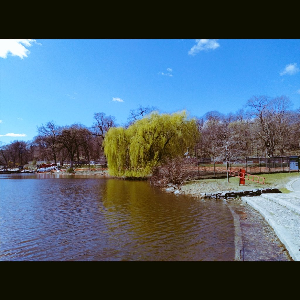 BaxterHogan's tweet photo. https://t.co/zz0OeWz8zT
@NYCParks 
#GreatTrees2024
@CentralParkNYC #theMeer #theWillow https://t.co/Jpjc1VQeC5