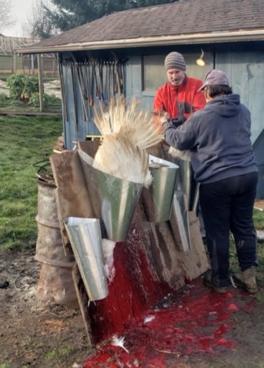 Does this look humane to you?
A terrified turkey was shoved upside down in a killing cone, in a space too tight to breathe, to have his throat cut.
This is not the way to celebrate the season of joy, love, and peace.
M. MUELLER
