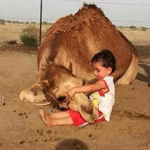 حنات اغلانه روص أصباعْ~دارت بالحن تمحنَ 
تحصيل الحاصل هي كاعْ~محنتنَ سابكْ تتحنَ