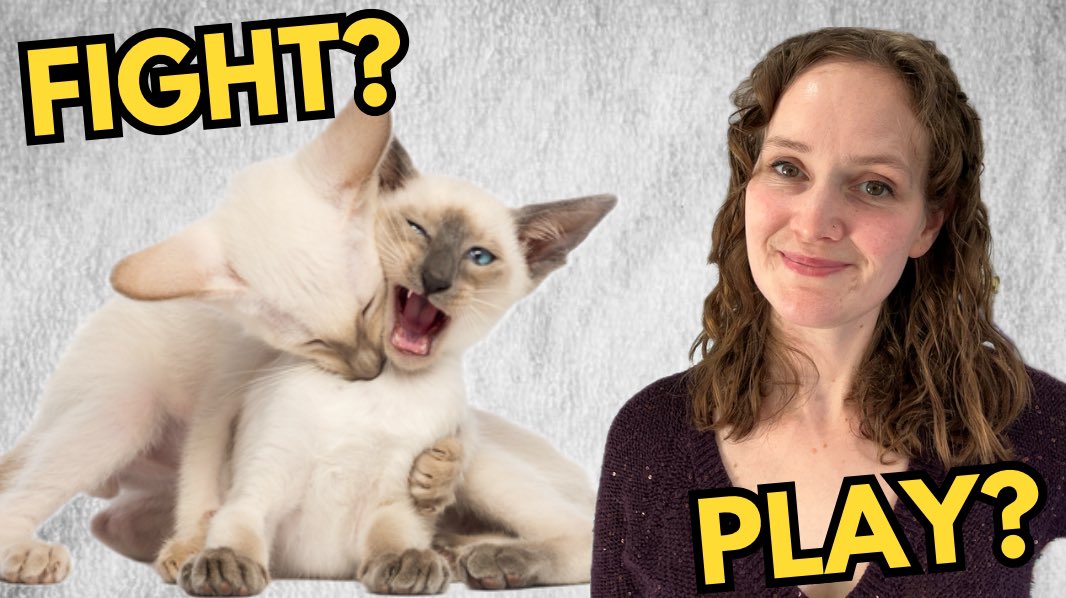 Are your cats really fighting or just playing? youtu.be/CR85Mt2oneg?si… via <a href="/YouTube/">YouTube</a>
#catbehaviour #catfights #catattack #catplay