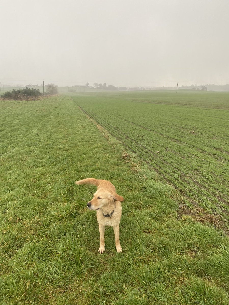 david gill tweet media