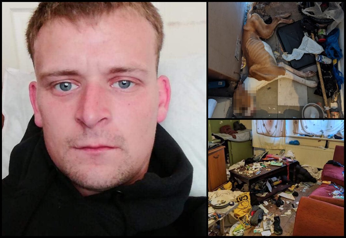 AdoptionsUk's tweet image. Please retweet CONVICTED | Nathan Gazeley, 34, most recently of  #Aston, #Birmingham #B6 but with links to #Bloxwich, #Tamworth, #StokeonTrent and 
#NewcastleunderLyme #UK  – left a dog, Lucas, to starve to death, he ate plastic in his desperation for food. Sentencing | 24-week…