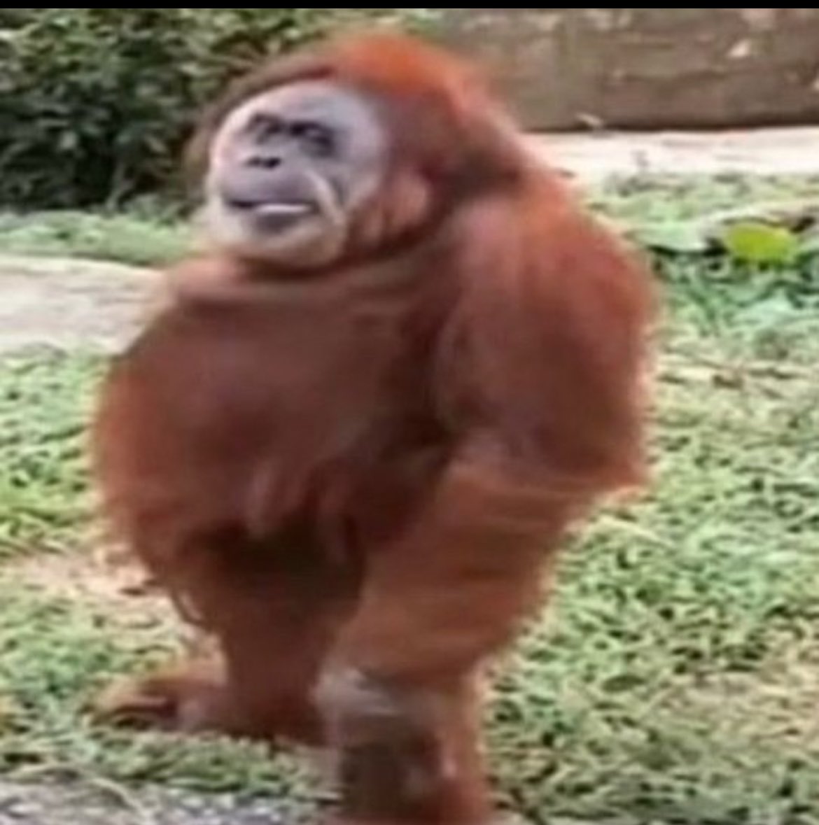 CDeplorable's tweet image. If the current government was an animal…#ContinuingResolution