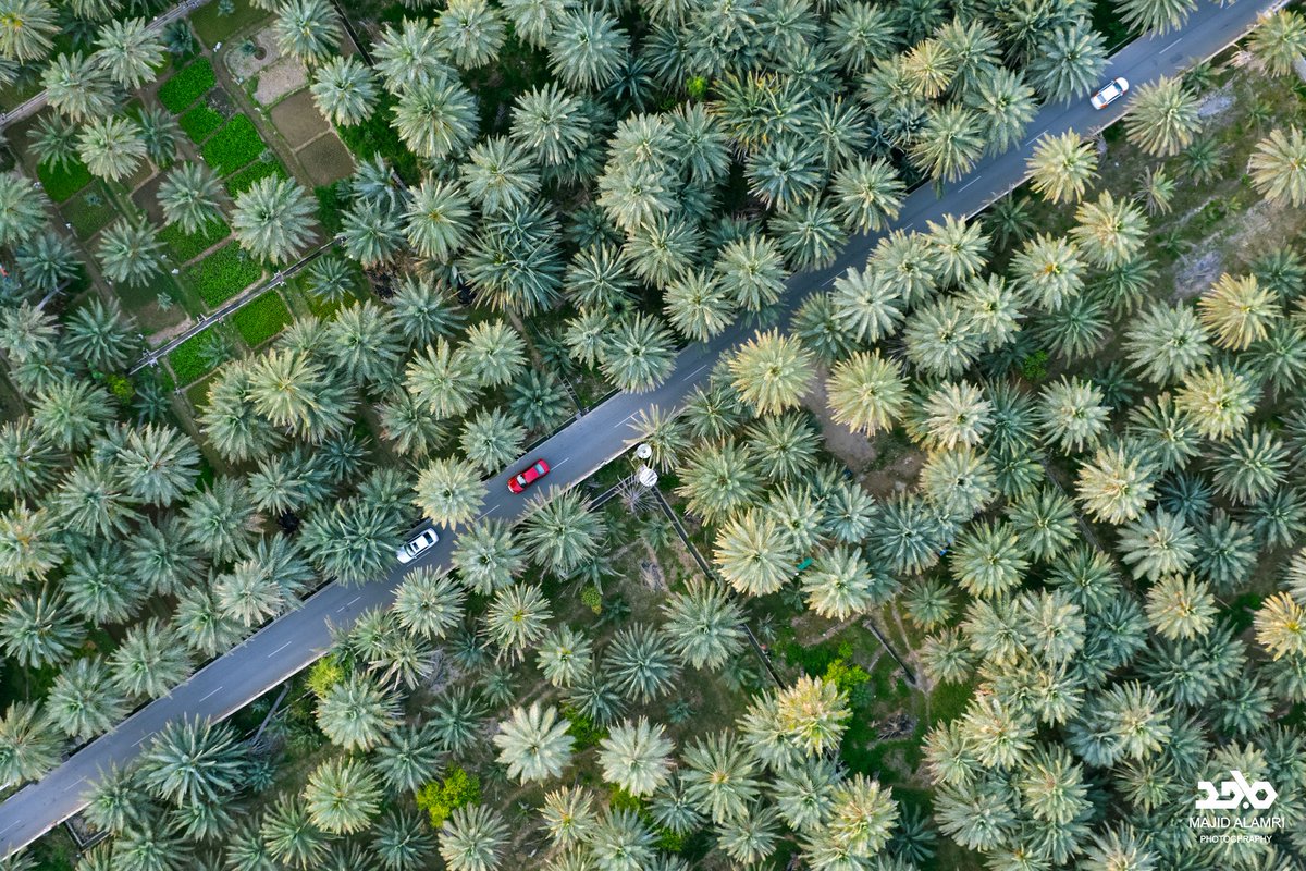 طريق النخيل في ولاية العامرات 🌴

مزارع النخيل الخضراء تتناغم مع طريق ضيق وهادئ، يأخذك في رحلة قصيرة  مفعمة بالسكينة والجمال بين أحضان الخضرة . هذا الطريق يحمل بين ثناياه ذكريات الماضي الجميل، في الصباح ترى العمال وكبار السن يعرضون بفخر منتجاتهم الموسمية من فواكه وخضروات تحكي قصة