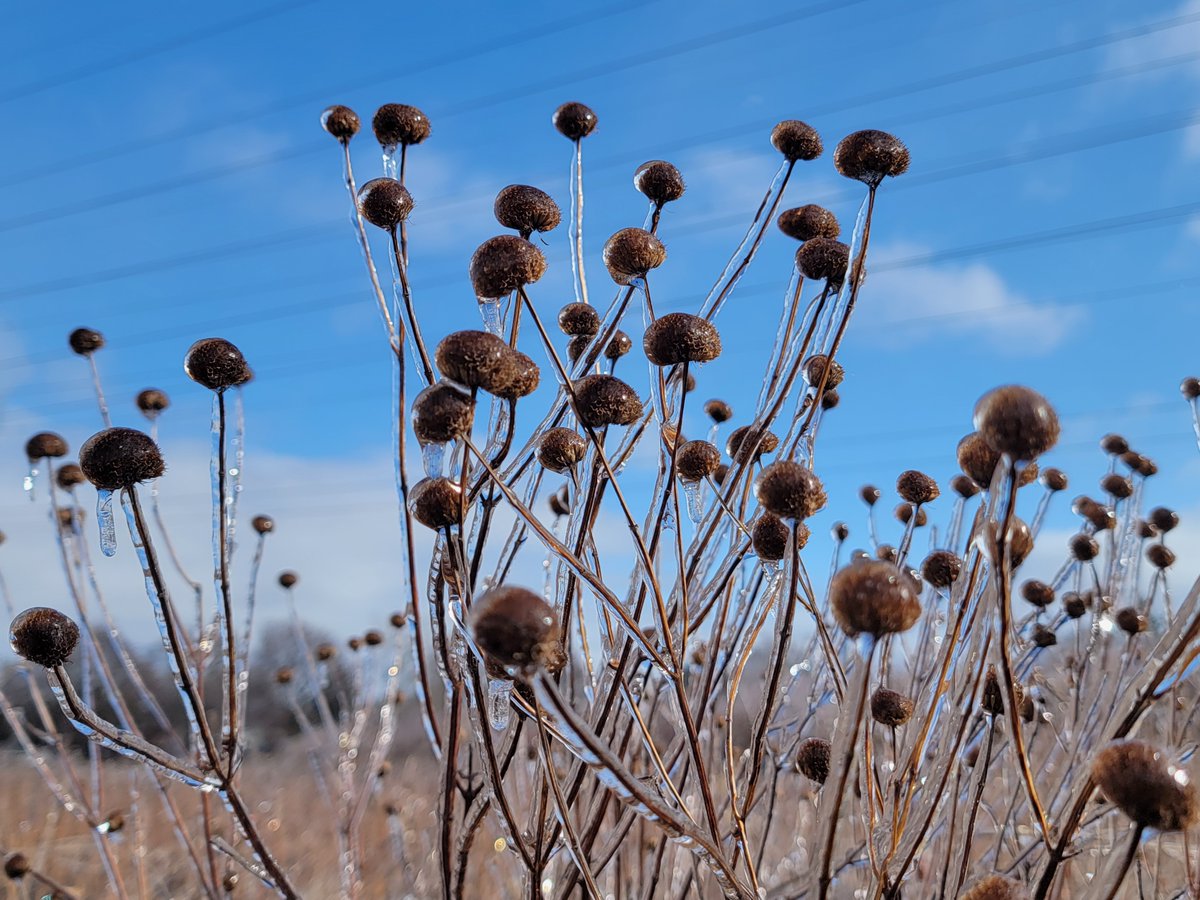 TheMeadoway tweet media