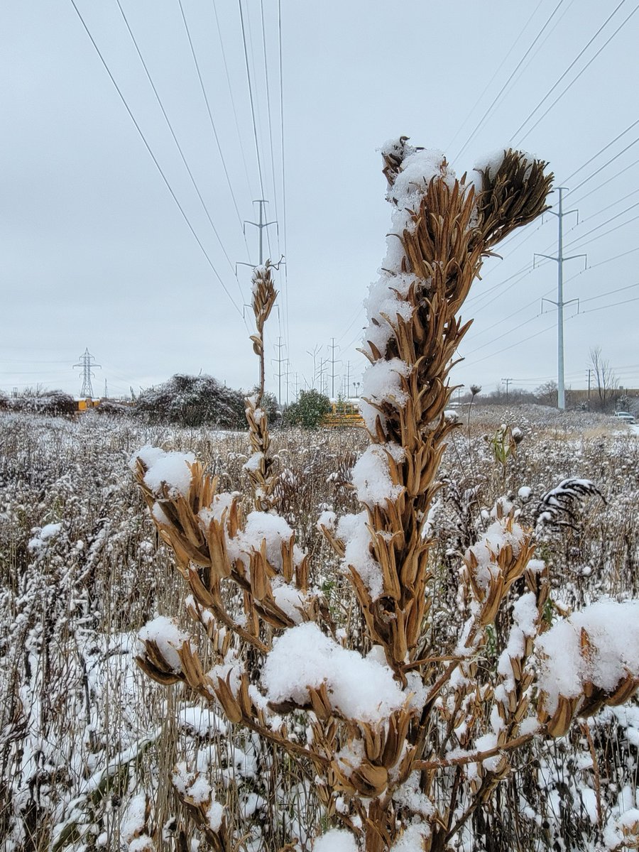 TheMeadoway tweet media