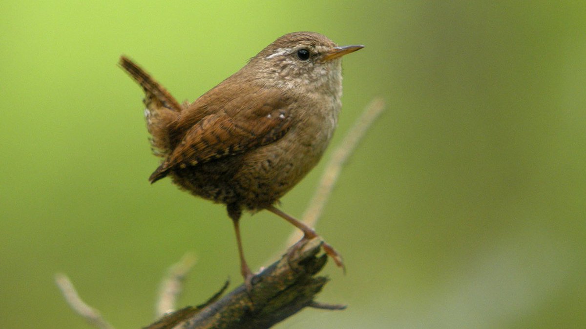 #VogelderWoche: Der #Zaunkönig gehört zu den kleinsten Vögeln der #Schweiz. Der kleine Federball kann wie eine Maus durch bodennahes Gestrüpp huschen und die entferntesten Winkel nach Insekten und Spinnen absuchen, von denen er sich fast ausschliesslich ernährt. © Frank Vassen
