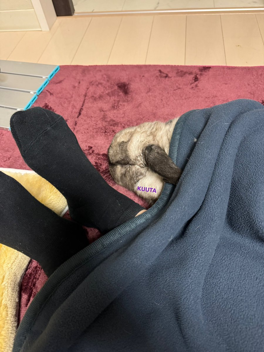 LopKUUTA's tweet image. 一緒にぬくぬく
#冬はやっぱりホットカーペット
#うさぎのいる暮らし