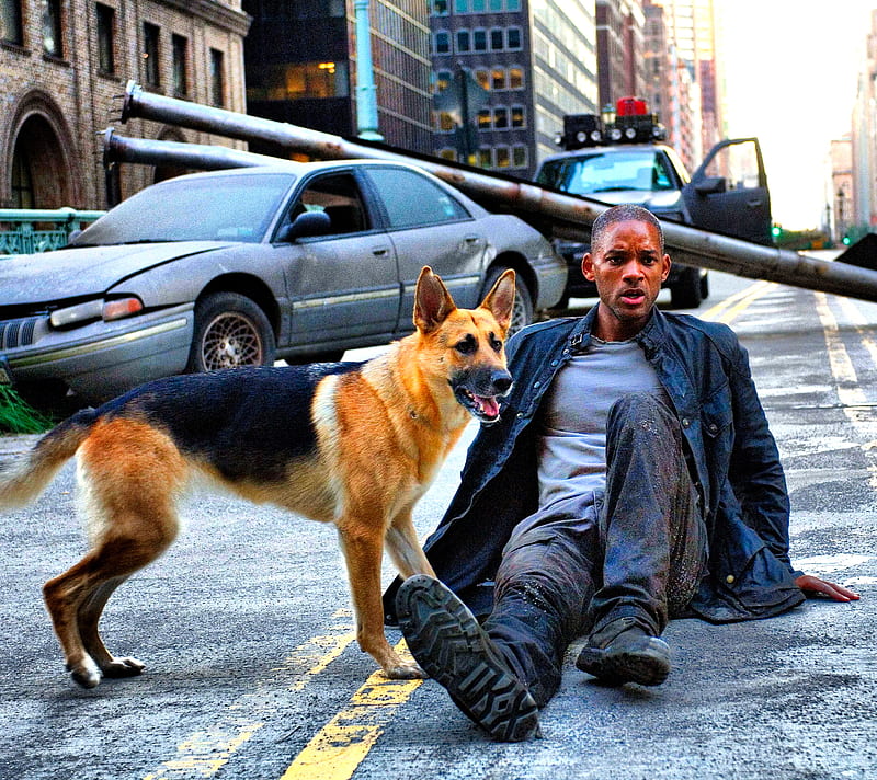 ZZorflaxeSS's tweet photo. based on the fact that dogs do not have the understanding of the world that humans have. Dog actors don't know they are in a movie. That means that the dog in I am legend basically in this scene was: “Oh god, oh god, oh god, oh god, vampires, fuck, fuck, fuck, we are so fucked up, vampires!!!”