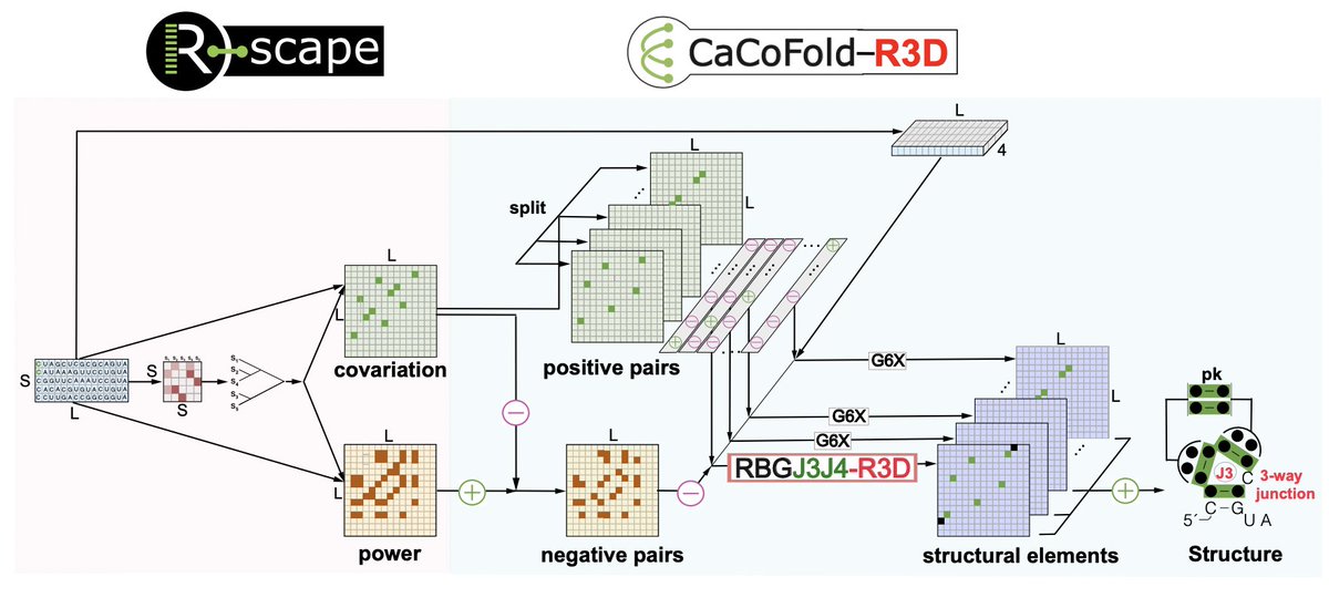 Aayush Karan (@aakaran31) on Twitter photo (1/n) Introducing CaCoFold-R3D: a novel, fast RNA folding algorithm that accurately predicts both secondary structure and tertiary motifs all in a single shot!
(W/ <a href="/RivasElenaRivas/">Dr Elena Rivas @elenarivas@qoto.org</a>!)
Paper: biorxiv.org/content/10.110ā¦
Software:
rivaslab.org (1/n) Introducing CaCoFold-R3D: a novel, fast RNA folding algorithm that accurately predicts both secondary structure and tertiary motifs all in a single shot!
(W/ <a href="/RivasElenaRivas/">Dr Elena Rivas @elenarivas@qoto.org</a>!)
Paper: biorxiv.org/content/10.110ā¦
Software:
rivaslab.org