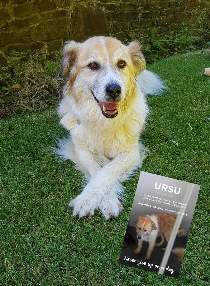 Saving Strays 🐾🐶🐕 tweet media