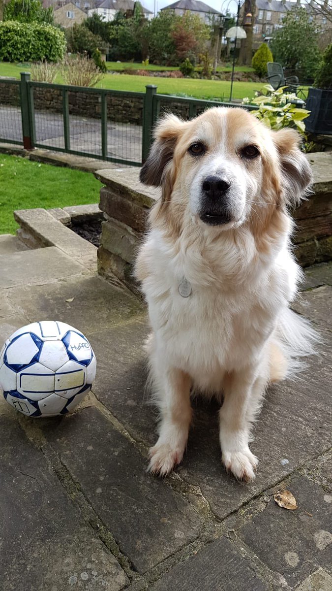 Saving Strays 🐾🐶🐕 tweet media