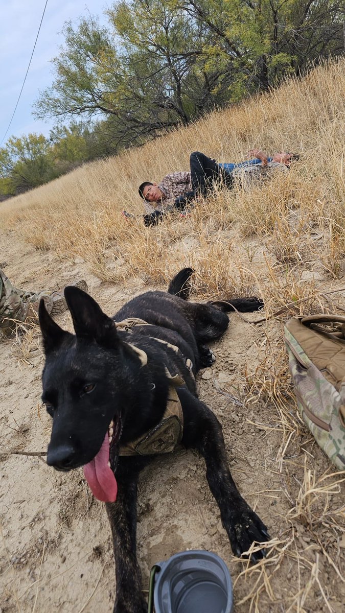 LtChrisOlivarez's tweet photo. .@TxDPS Tracking K-9s Shark and Bona located two illegal immigrants who traversed through private ranch properties, attempting to avoid apprehension, in Maverick County. Both K-9s tracked over 16 miles through rough terrain. Both illegal immigrants from Mexico were taken into custody. #OperationLoneStar