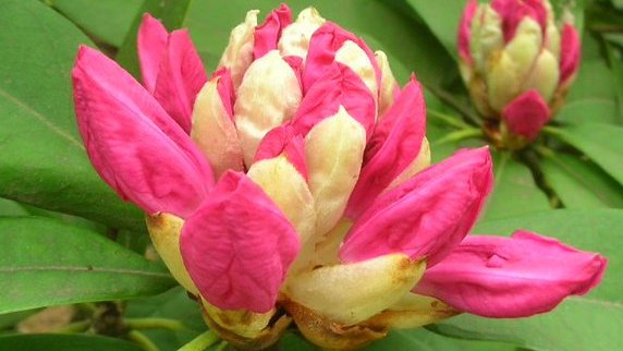 kamisama_kotoba's tweet photo. The wish makes your love bloom and renews your life.
้กๆใใใชใใฎๆใ่ฑ้ใใใไบบ็ใๆฐใใใใพใใ
#wish #ๆใฟ
https://t.co/6324cbcigm
