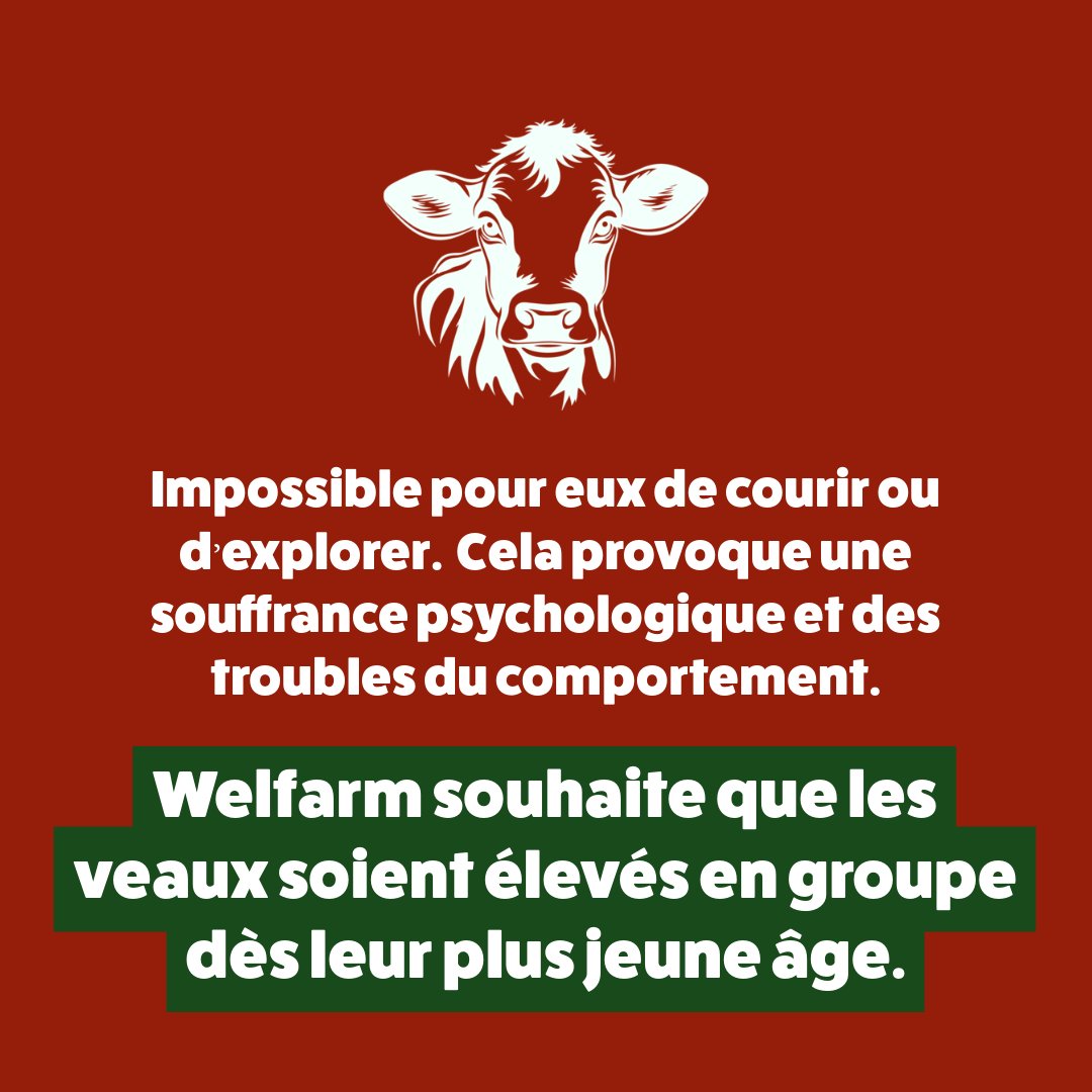 ❌ STOP à l’isolement des #veaux en box individuels !