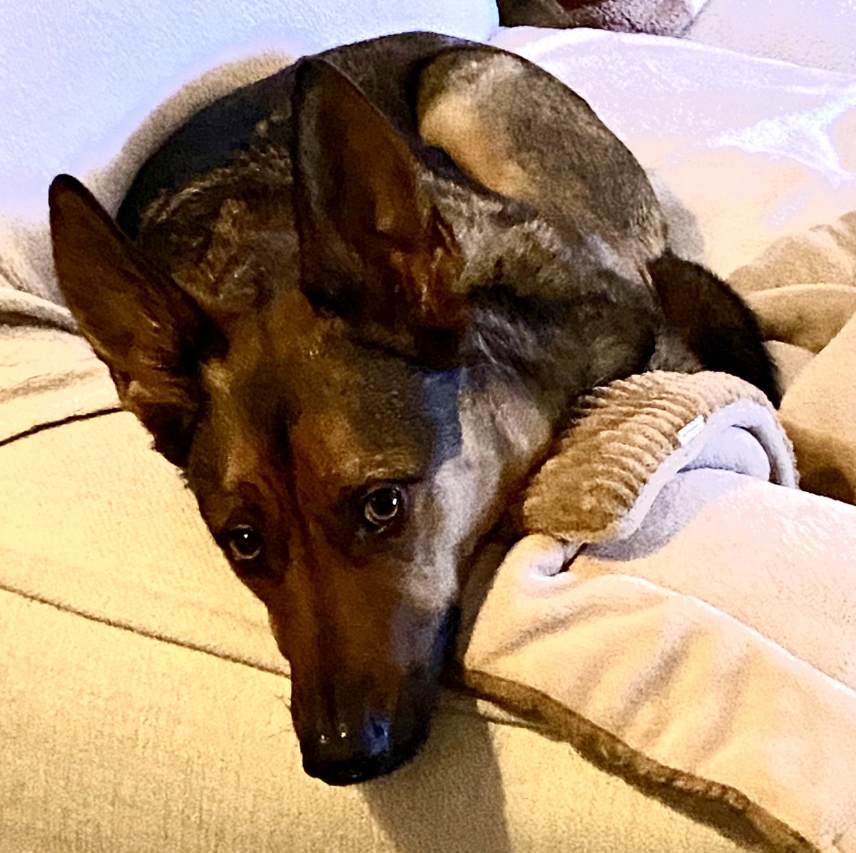 Brantsen's tweet photo. Op verzoek van je dochter even oppassen op een van de leukste honden aller tijden. #Ubbe #UbbeRocks https://t.co/FQOrmaOL23