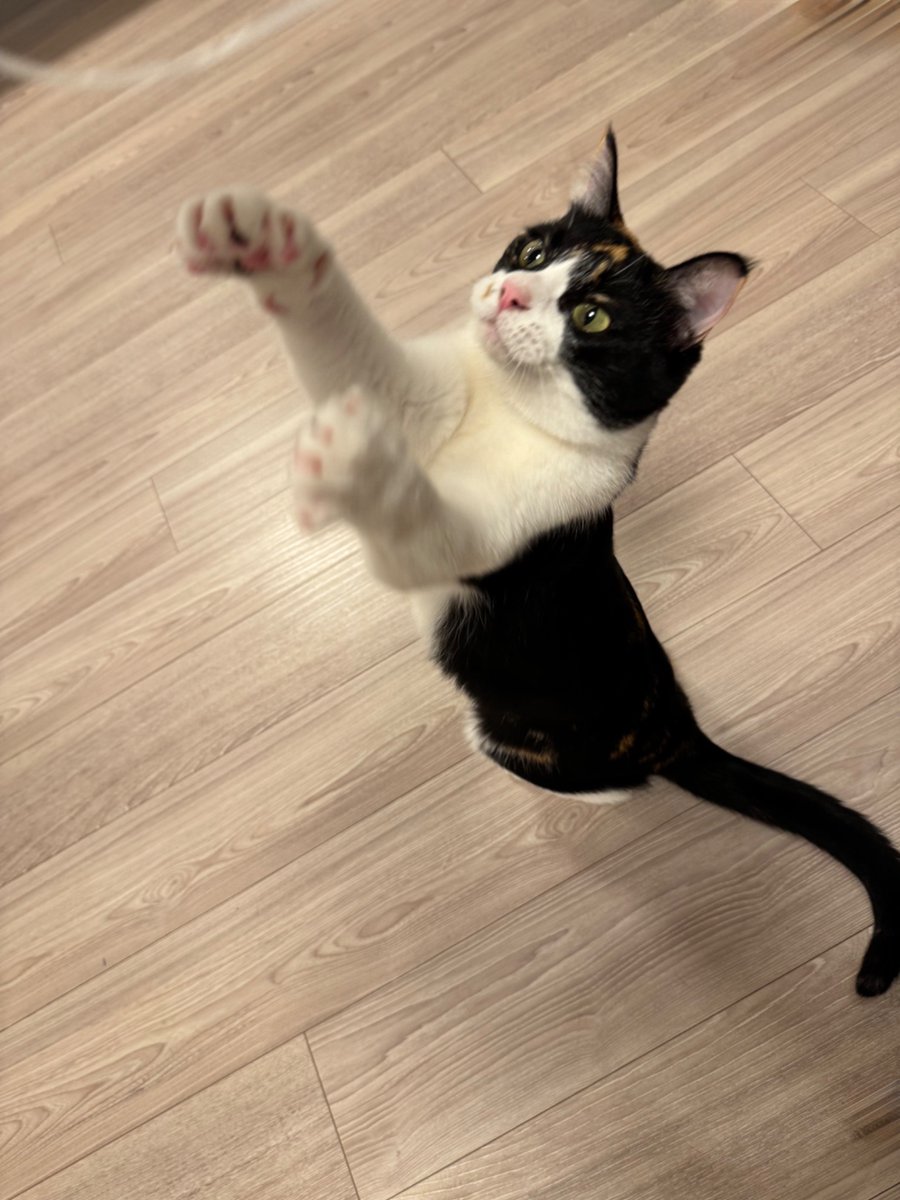 Post by 佐久間大介 on X: 立ち上がり猫