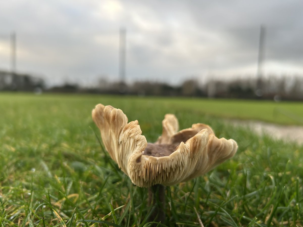 De laatste weken in het weekend steeds in de regen gelopen. 🌧️ Zo ook vandaag. Maar hoe lekker is het om na afloop in warme, droge kleren onder een dekentje op de bank te bivakkeren 🤩 Fijn weekend allemaal!! #enjoythelittlethings #relax #weekendvibes