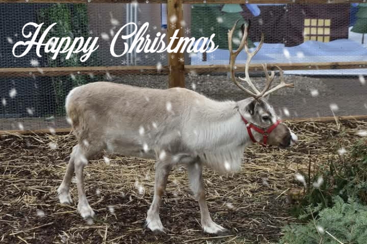 MozMoore's tweet image. Merry Christmas everyone.