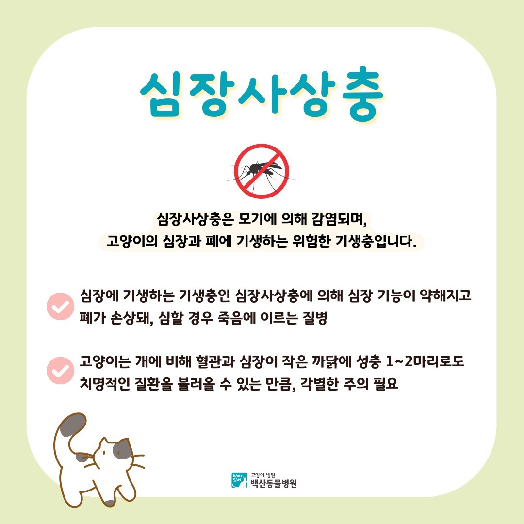 고양이만 진료하는-고양이병원 백산동물병원 tweet media