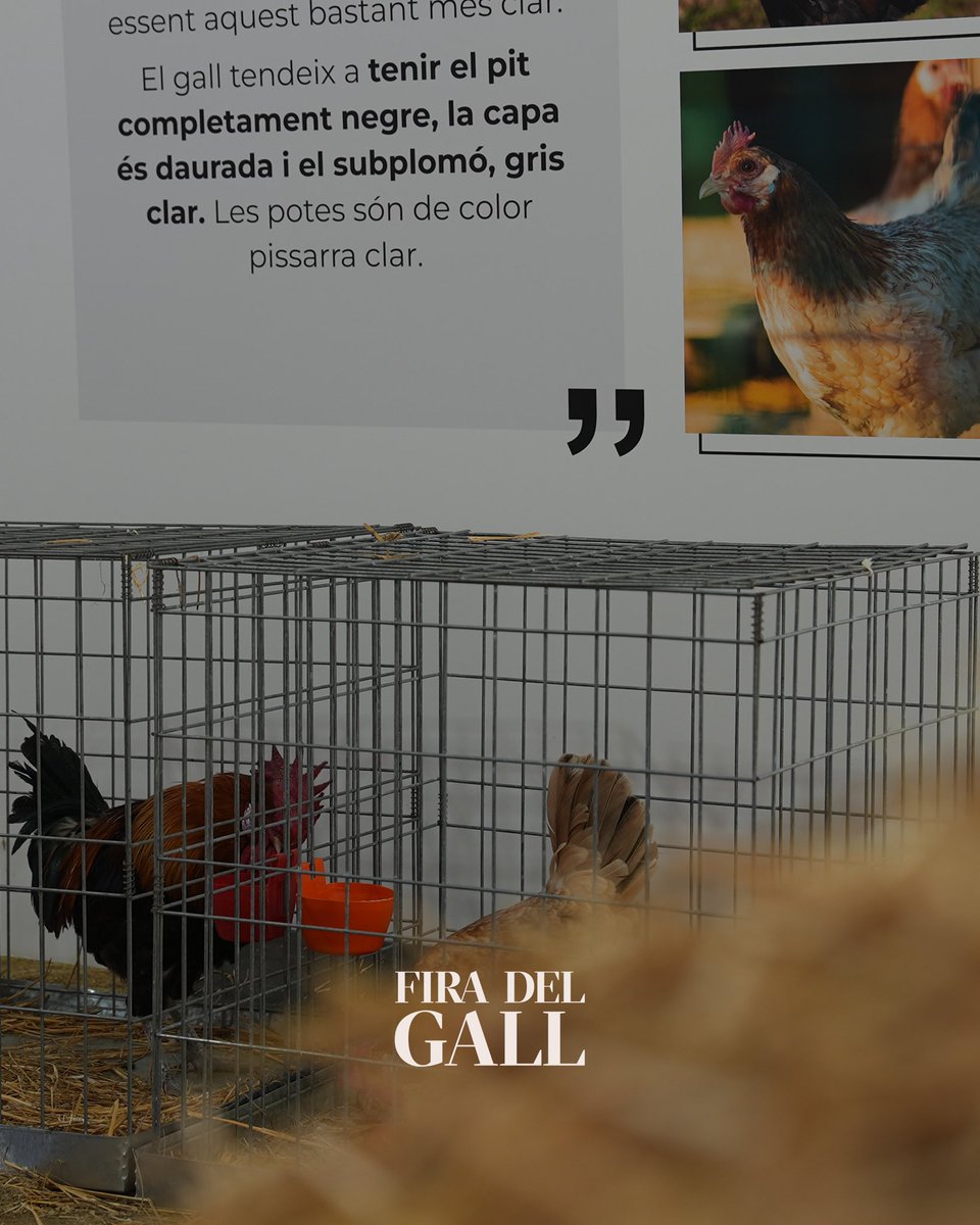 L'exposició de raça de gallines  penedesenca permet conèixer les diferents varietats: aperdiuada, barrada, blat, negra tradicional i gall negre millorat. 

#firadelgall #firadelgall24 #vilafrancadelpenedès #capitaldelvi #galldelpenedès #gastronomia #turismevilafranca