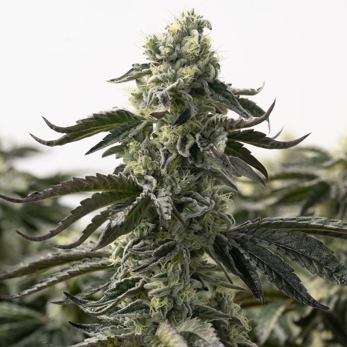 Broken Coast Cannabis tweet media