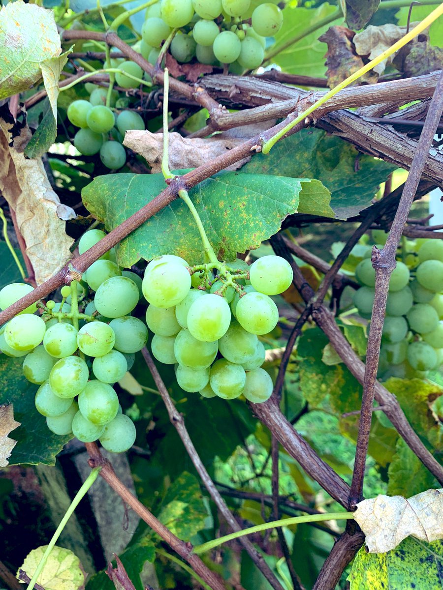 Crista 🔆 tweet media