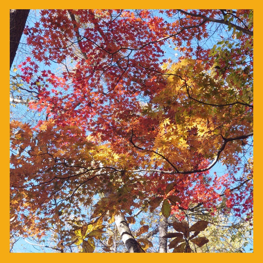 keioKWV's tweet photo. 11/8に縦走FP(日帰り)が大菩薩嶺で行われました⛰️🥾

���プランは、冬に始まる雪山登山に向けて、体力作りを目的とした歩荷プラン🏋️でした！部員の中には、国語辞典や参考書を沢山持ってきた脳筋もいました⚡️ https://t.co/GBRjNPIn4k